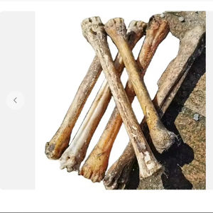 Huesos naturales de ciervo rojo para uso en talleres de comida para mascotas - Product Image 1