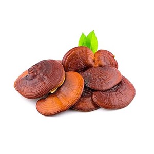 Chất lượng cao nguyên liệu nấm Superfood Reishi <span class=keywords><strong>Ganoderma</strong></span> lucidum nấm Mushroom extract bột trong số lượng lớn - Product Image 2