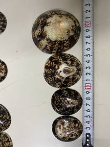 Concha de Limpet con Textura Natural para Decoración Artesanal y Accesorios Hechos a Mano, Suministro al por Mayor para Compradores Globales - Product Image 2