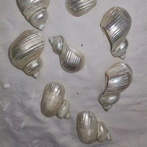 Anneau de serviette classique en coquillage, fait main à partir de coquillages naturels, écologique et suspendu pour la décoration de table, en provenance du Vietnam - Product Image 1