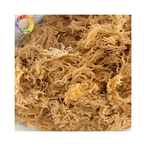 Musgo marino fresco seco natural, algas marinas de musgo irlandés sin sal para gel de musgo marino, Eucheuma Cottonii artesanal, bolsa de 25kg - Product Image 1