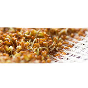 Cress | พืชสมุนไพรรสเลิศ | ใบฟาร์มออร์แกนิก - Product Image 2