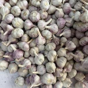 Fresh <b>red</b> garlic <b>bulb</b> Pure white garlic cloves Organic garlic for cooking Premium quality garlic - Product Image 1