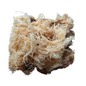 มอสทะเลตากแห้งจำนวนมาก-ราคาส่งตรงจากโรงงานคุณภาพระดับพรีเมี่ยมพร้อมจัดส่งทั่วโลก! - Product Image 6