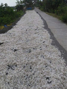 เกล็ดปลาแห้งความบริสุทธิ์สูงส่งออกจำนวนมากสำหรับการผลิตคอลลาเจน - Product Image 5