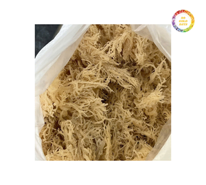 Vietnam 100% Wildcraft Gold Sea Moss/ Irish Moss Séché au soleil Seamoss Prix pas cher à la qualité en vrac - Product Image 2