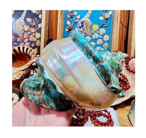 Turbo Shell hermosa concha marina Natural para exhibición en el océano decoración costera para fiesta de boda Tema de playa decoración coleccionable náutica - Product Image 5