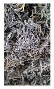 สาหร่ายแห้ง Cottonii/สาหร่าย Eucheuma Cottonii แห้งคุณภาพสูงจากข้อมูลทองคํา 99 เวียดนาม - Product Image 2