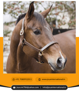 Équitation nouvelle mode confortable réglable cheval spectacle professionnel licou en cuir occidental licou cheval licou - Product Image 4