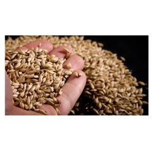 Cebada de malteado orgánica seca de alta calidad (malta de cebada) - Origen estadounidense - Product Image 5