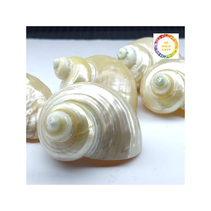 Carcasa Turbo blanca auténtica de Vietnam, carcasa acabada a mano brillante, ideal para decoración náutica, bricolaje o estilo de eventos - Product Image 6