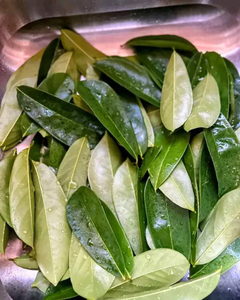 Feuilles de corossol séchées de haute qualité / Origine Vietnam / Exportation mondiale - Product Image 1