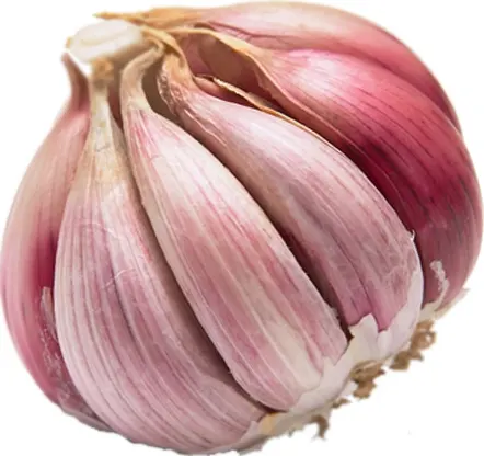 Top Quality Belgium Garlic Style GLOBAL GAP Weight Origin Type Size Product Fresh Place Model Cultivation Common Certification