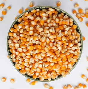 Maíz orgánico y sin OGM seco amarillo y blanco recién cultivado - Product Image 1