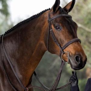 Brida Ecuestre de Lujo Internacional KGN, la Más Vendida, Personalizable, de Cuero, Cómoda y Duradera, Equipo de Carreras, Caballo Indio - Product Image 5