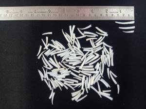 Dentalium natural con conchas de arado ligero, adecuado para diseñadores de joyería nativa y aborigen, adecuado para reventa - Product Image 4