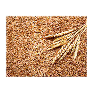 Grains de blé entier biologiques de haute qualité bon marché prix de gros Texture dure approvisionnement doux naturel en vrac - Product Image 1