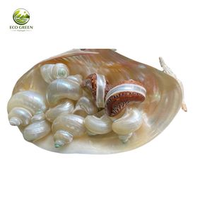Coquillages Verts Turbo en Gros pour Crabes Hermites – Coquillages Marins Naturels Polis – Prix Usine - Product Image 5