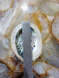 Very Attractive Natural Polished Mother of Pearl Abalone Shells Ideal for Resale by Native Jewelry and Costume Designers - Product Image 4