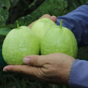 GOYAVE CONGELÉE, 100% FRUITS NATURELS DU VIETNAM MEILLEUR PRIX EN GROS - Product Image 3