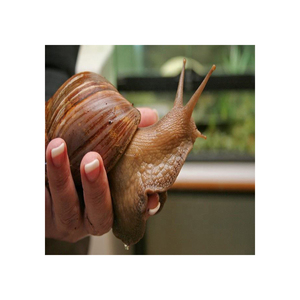 Escargots géants d'Afrique congelés, qualité supérieure, nettoyés et emballés pour l'exportation, destinés à la cuisine - Product Image 3
