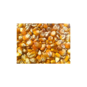 Maíz amarillo maíz blanco para humanos animales alimentación animal maíz dulce precio embalaje en bolsas amarillo para la venta - Product Image 3