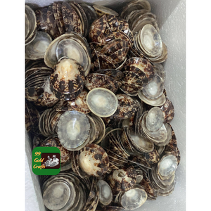 COQUILLES DE LIMPET EN MATÉRIEL ARTISANAL POUR LA FABRICATION DE BIJOUX ET LES PROJETS DE DÉCOR ART DU VIETNAM BEACH - Product Image 4