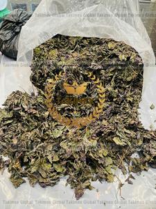 ใบงาใบงาสีม่วงใบชิโซธรรมชาติบริสุทธิ์และสมุนไพรธรรมชาติธรรมชาติใบงาแห้ง - Product Image 5