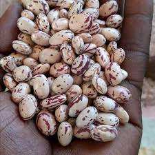 Granos de azúcar orgánicos secos a la venta - Product Image 6