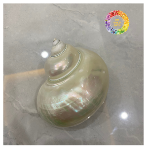 Turbo Shell Material artesanal pulido para joyería y artesanía Exportación de Vietnam de alta calidad - Product Image 6