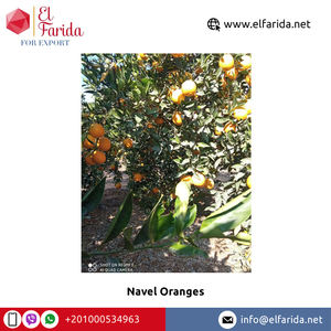 Offre Spéciale de bonne qualité largement vendu égyptien naturel doux délicieux nombril frais Orange/Orange de bali à un prix fiable - Product Image 3