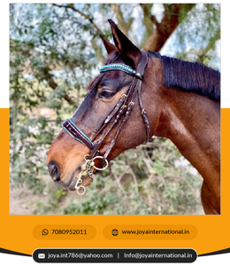 Nouvel arrivé Prix de gros OEM personnalisé édition limitée bride Océanie brun brevet Double bride intelligente - Product Image 3