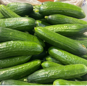 Pepino Verde Fresco Natural Orgánico de Primera Calidad, Grado A, 100% Puro, 4 kg para Productos Alimenticios - Product Image 4