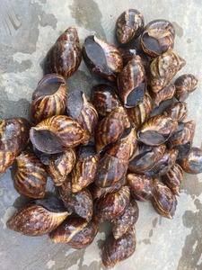 Smail Afrique fraîche de qualité supérieure pour la santé naturelle utilise fraîchement emballé avec livraison rapide et satisfaction client de confiance - Product Image 4