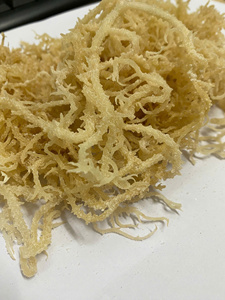 VENTE EN GROS DE HAUTE QUALITÉ EUCHUMA COTTONII ALGUES/Mme Lima - Product Image 6