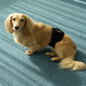 [Rebuild-dog] Suministros para mascotas Dispositivo de estimulación eléctrica y banda de cintura para perros Productos para el cuidado de la rótula del perro - Product Image 3