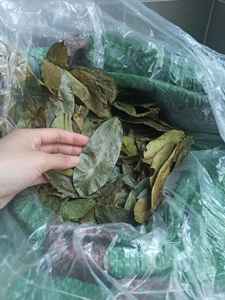 Hoja de guanábana seca de calidad ideal para infusiones, tiendas de servicios, fábricas de bebidas y envíos de exportación al por mayor - Product Image 5