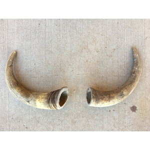 Cornes de boeuf naturelles HornHeritage avec murs épais Paire de cornes de vache en poudre noire décoratives pour les projets d'affichage et d'artisanat rustiques - Product Image 1