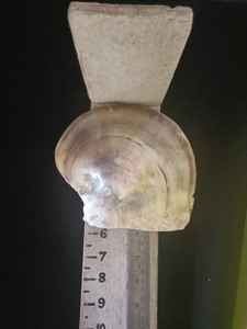 Cuentas de concha de perlas para madre de joyería, diseñador y Tiendas de Cuentas - Product Image 6