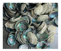 Coquilles d'ormeau naturelles provenant du Vietnam pour la vente en vrac avec beaucoup-Coquilles d'ormeau durables pour l'artisanat et la décoration