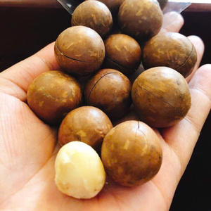 Noix de macadamia entières grillées et salées OEM / ODM de l'usine du Vietnam - Product Image 2