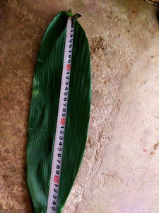 ห่อใบไผ่ใบไม้สีเขียวสำหรับทำอาหารวัตถุดิบดิบๆ - Product Image 6