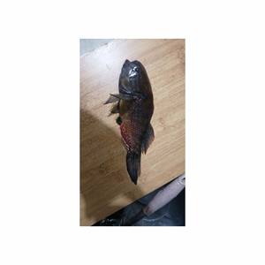 Pescado fresco de Chame disponible a granel a precios competitivos al por mayor para los mercados globales - Product Image 4