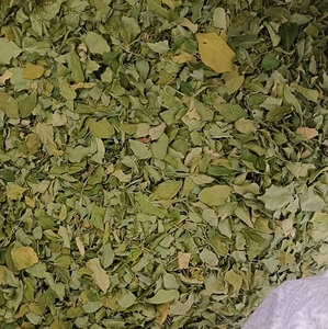Best-seller Extrait de plantes de feuilles séchées de Moringa sauvage disponible au prix de gros pour les commandes en gros - Product Image 6