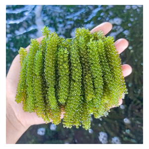 Nourriture déshydratée salée Caulerpa Lentillifera, nourriture de raisins de mer pour salade, caviar d'algues d'Umibudo de raisins de mer déshydratés - Product Image 5