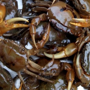 CANGREJO DE CAMPO CONGELADO NATURAL DE ALTA CALIDAD PUESTO PARA LA EXPORTACIÓN - Product Image 5