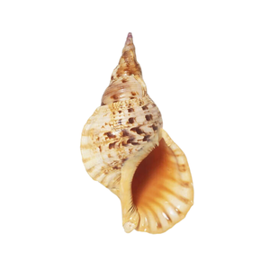 Coque Triton de trompette unique faite à la main: tailles diverses, prix abordables - Product Image 6