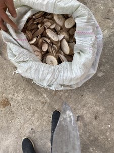 Chất lượng cao khô khoai mì chip/sắn chip cho rượu và cho ăn từ Việt Nam // mr. Pierre luu - Product Image 6