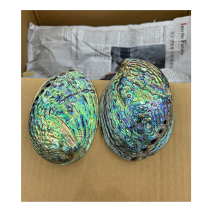 Coquille d'ormeau vert/blanc brut pour la décoration, coquille d'ormeau vert/blanc brut naturel intact avec haute qualité, coquille d'ormeau - Product Image 1