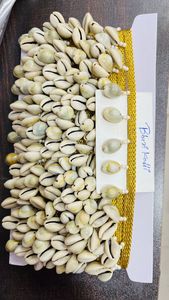 Stock al por mayor de conchas de mar blancas naturales colgante de conchas marinas cauri cuentas sueltas conchas naturaleza concha marina playa cauri conchas - Product Image 2